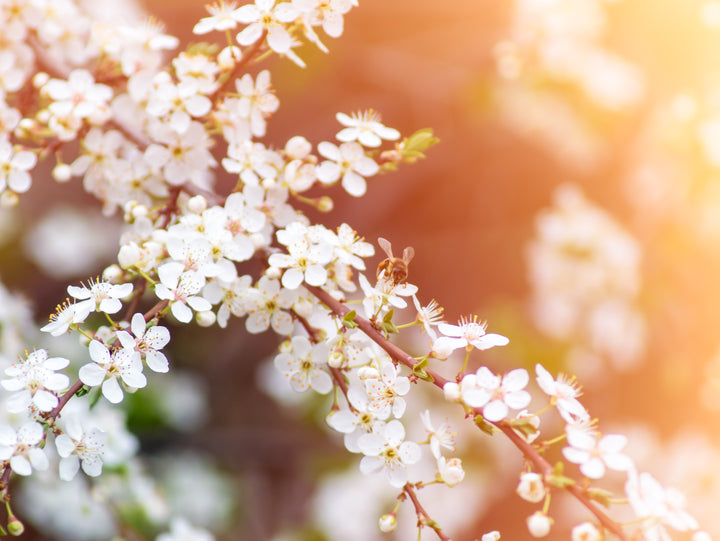 Mānuka Honey Health Benefits | Royal Bizz™ 